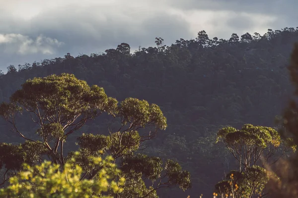 오스트레일리아 원주민 유칼립투스 고무나무 주변에 황금빛 빛으로 의나무들 — 스톡 사진