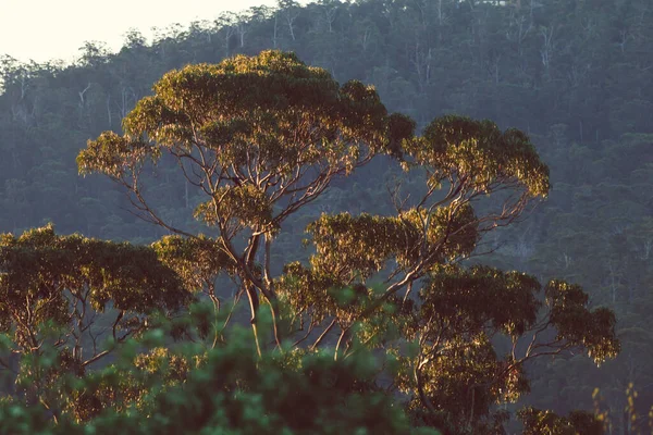 Nativní Australský Eukalyptový Strom Obklopený Hustou Keřovou Vegetací Zlatavým Světlem — Stock fotografie