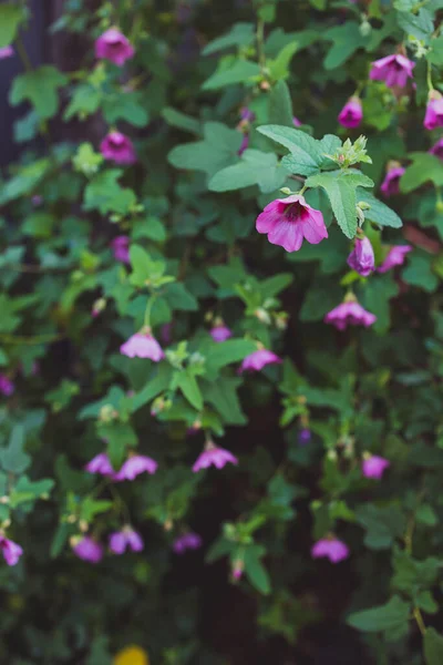 Planta Hibisco Rosa Livre Com Abundância Flores Quintal Ensolarado Tiro — Fotografia de Stock