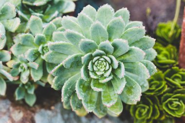 Echéveria Çölü 'ne yakın olan sulu gül bitkisinin sığ bir alan derinliğindeki tropikal yağmurdan bol miktarda yağmur damlası.