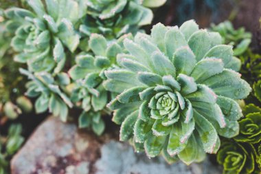 Echéveria Çölü 'ne yakın olan sulu gül bitkisinin sığ bir alan derinliğindeki tropikal yağmurdan bol miktarda yağmur damlası.