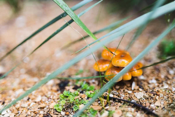 Setas Naranjas Silvestres Rodeadas Grava Dorada Primer Plano Poca Profundidad —  Fotos de Stock