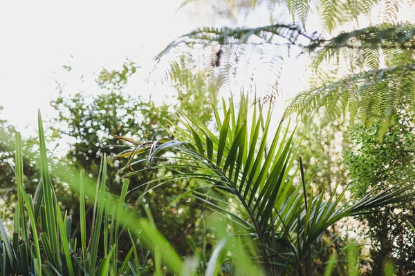 Exuberante Palmera Rodeada Idílico Patio Trasero Soleado Con Montón Plantas —  Fotos de Stock