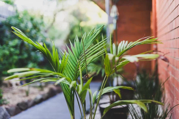 Üppige Palme Umgeben Von Idyllischen Sonnigen Hinterhof Mit Vielen Tropischen — Stockfoto