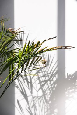 Altın kamışlı palmiye ağacı, pencerenin yanındaki tencerede, güneş tepede, üzerinde zıt aydınlatma yaratıyor.