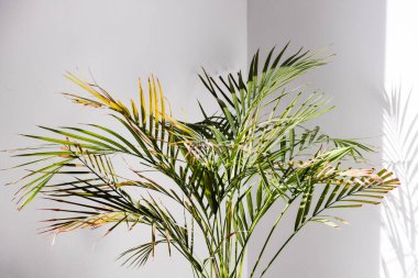 Altın kamışlı palmiye ağacı, pencerenin yanındaki tencerede, güneş tepede, üzerinde zıt aydınlatma yaratıyor.