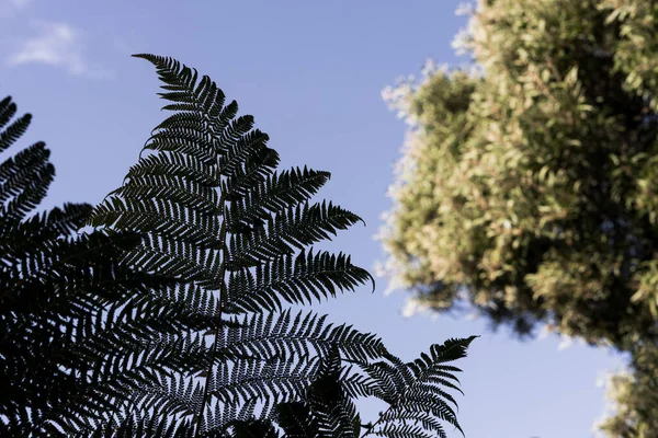 Dicksonia Antarctica Felce Albero Molle Uomo Felce Impianto Sparato Sotto — Foto Stock