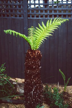 Dicksonia Antarctica eğreltiotu gövdesinin üzerinde, karanlık arka bahçe çitlerinin önünde yeni eğreltiotu yaprakları açılmak üzere.