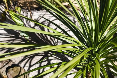 Cordyline australis lahana ağacı, güneşli arka bahçede, sığ alan derinliğinde yakın çekim.