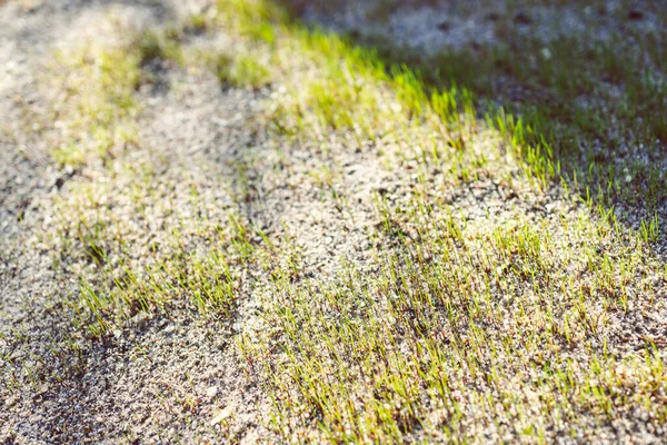 Close New Grass Blades Shining Sunlight Growing Sandy Soil Shot — Stockfoto
