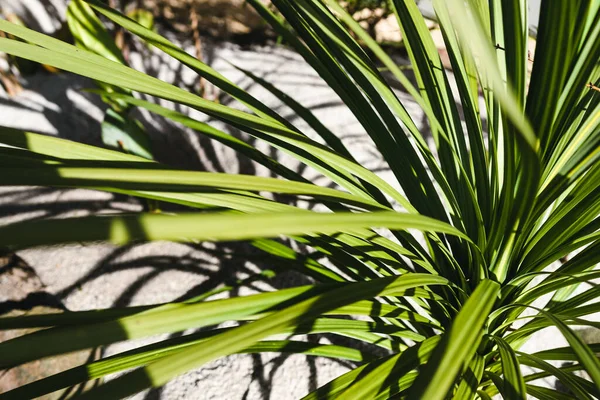 Cordyline Australis Cabbage Tree Plant Outdoor Sunny Backyard Close Shot —  Fotos de Stock