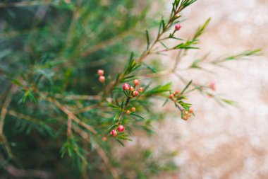 native Australian Geraldton Wax plant outdoor in beautiful tropical backyard shot at shallow depth of field