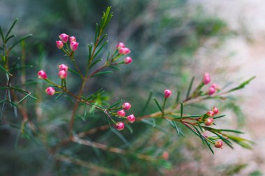 native Australian Geraldton Wax plant outdoor in beautiful tropical backyard shot at shallow depth of field