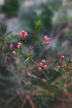 native Australian Geraldton Wax plant outdoor in beautiful tropical backyard shot at shallow depth of field