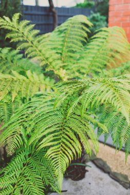 man fern dicksonia antarctica plant with lush fronds outdoor in sunny backyard, close-up shot at shallow depth of field
