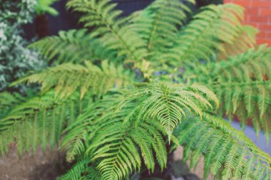 man fern dicksonia antarctica plant with lush fronds outdoor in sunny backyard, close-up shot at shallow depth of field