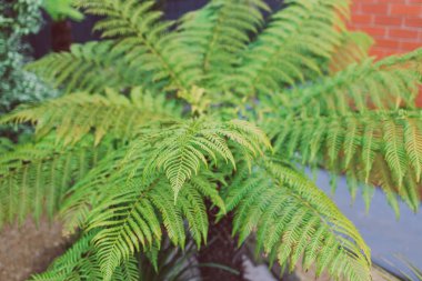 man fern dicksonia antarctica plant with lush fronds outdoor in sunny backyard, close-up shot at shallow depth of field