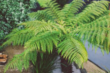 man fern dicksonia antarctica plant with lush fronds outdoor in sunny backyard, close-up shot at shallow depth of field