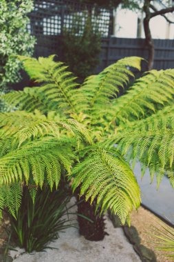 man fern dicksonia antarctica plant with lush fronds outdoor in sunny backyard, close-up shot at shallow depth of field