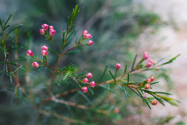 native Australian Geraldton Wax plant outdoor in beautiful tropical backyard shot at shallow depth of field