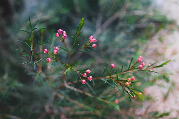 native Australian Geraldton Wax plant outdoor in beautiful tropical backyard shot at shallow depth of field