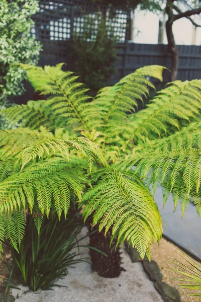 man fern dicksonia antarctica plant with lush fronds outdoor in sunny backyard, close-up shot at shallow depth of field
