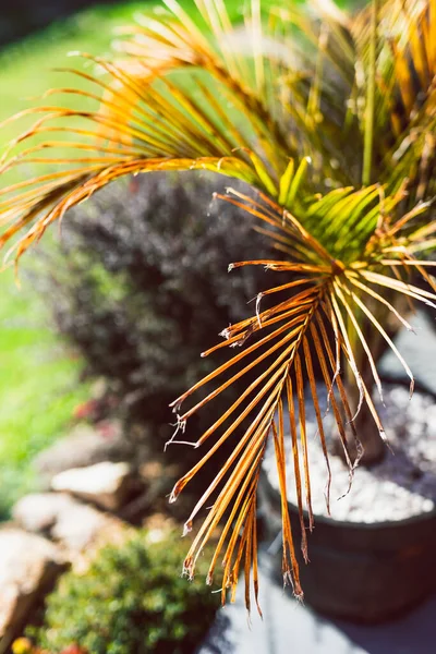 golden palm tree frond outdoor under the sunlight with backyard bokeh, close-up shot at shallow depth of field