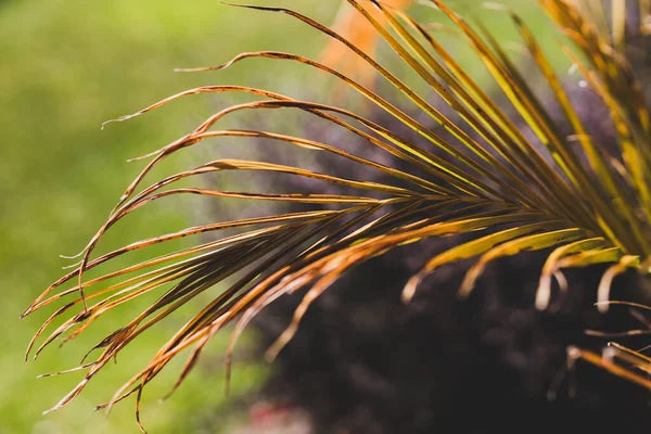 golden palm tree frond outdoor under the sunlight with backyard bokeh, close-up shot at shallow depth of field