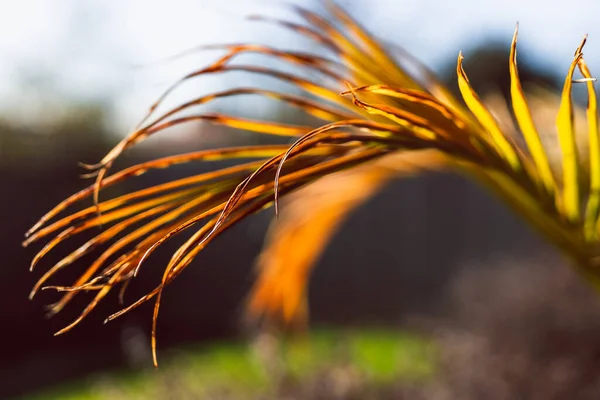 Golden Palm Tree Frond Outdoor Sunlight Backyard Bokeh Close Shot — Foto de Stock