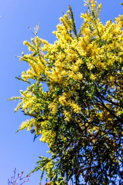 native Australian wattle plant outdoor in beautiful tropical backyard shot at shallow depth of field