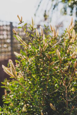 Avustralya yerlisi sarı Callistemon bitkisi sığ bir tarlada tropikal arka bahçede çekiliyor.
