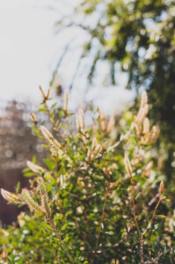 Avustralya yerlisi sarı Callistemon bitkisi sığ bir tarlada tropikal arka bahçede çekiliyor.