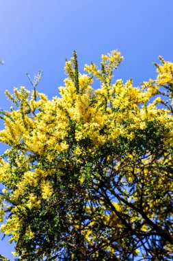 native Australian wattle plant outdoor in beautiful tropical backyard shot at shallow depth of field