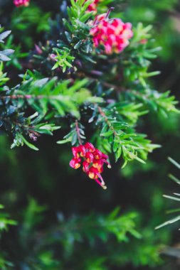 Yerli Avustralya grevillea havai fişekleri sığ bir tarlanın derinliğinde tropikal bir arka bahçede çekiliyor.