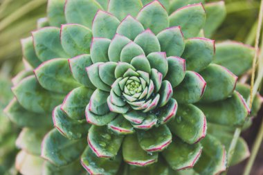 Eheveria Çölü, güneşli arka bahçede sulu bir bitki yetiştirdi. Sığ bir tarlaya yakın çekim yaptı.