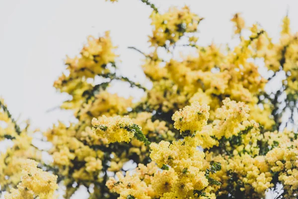 畑の浅い深さで曇り空のショットで満開の屋外でネイティブオーストラリアの黄色のワツリー — ストック写真