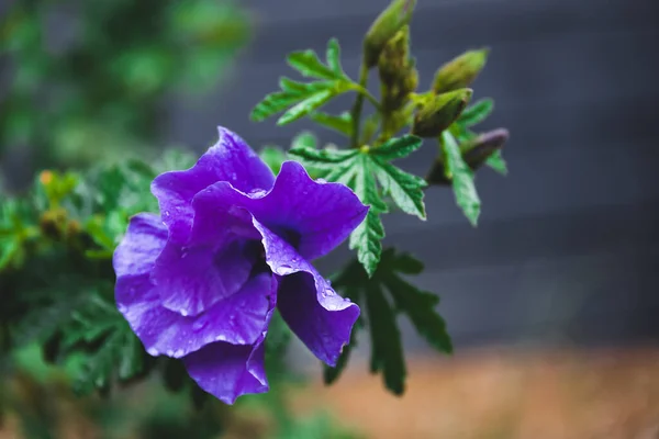 Planta Hibisco Roxo Livre Quintal Ensolarado Tiro Close Profundidade Rasa — Fotografia de Stock