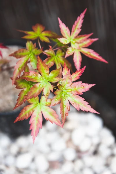 Red Japanese maple plant outdoor in sunny backyard, close-up shot at shallow depth of field