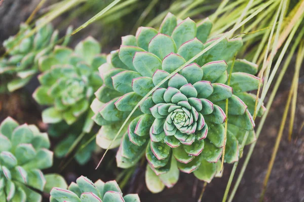 在阳光充足的后院里 紫锥菊沙漠中的玫瑰在户外肉质植物 在浅浅的田野深处拍摄特写 — 图库照片