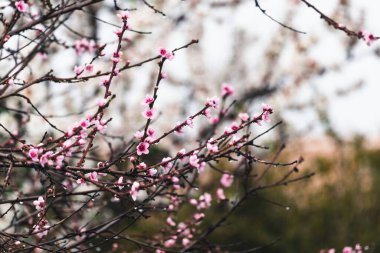 Açık havada, güneşli arka bahçede, sığ bir tarlada çekilmiş pembe çiçek ağacı.