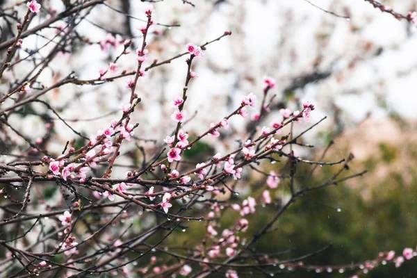 Albero Fiori Rosa All Aperto Cortile Soleggiato Girato Profondità Campo — Foto Stock