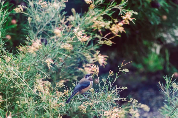 在阳光普照的后院 一只小鸟栖息在澳大利亚土生土长的半开花上 在浅浅的田野深处鸣叫 — 图库照片