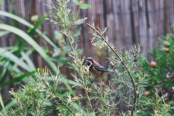 Vogel Sitzt Auf Einheimischen Australischen Grevillea Semperflorens Freien Sonnigem Hinterhof — Stockfoto