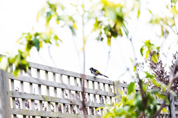 Honeyeater New Holland Kuşu Tropikal Arka Bahçede Çitin Tepesinde Sığ — Stok fotoğraf