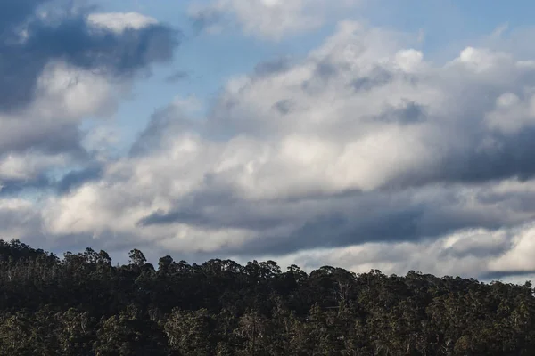 겨울에 태즈메이니아에서 촬영된 유칼립투스 고무나무와 구름이 아름다운 — 스톡 사진