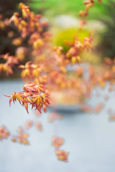 Japonská Červená Javor Rostlina Venku Slunném Dvorku Zblízka Záběr Mělké — Stock fotografie