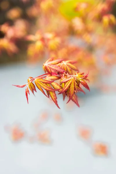 Japanese red maple plant outdoor in sunny backyard, close-up shot at shallow depth of field