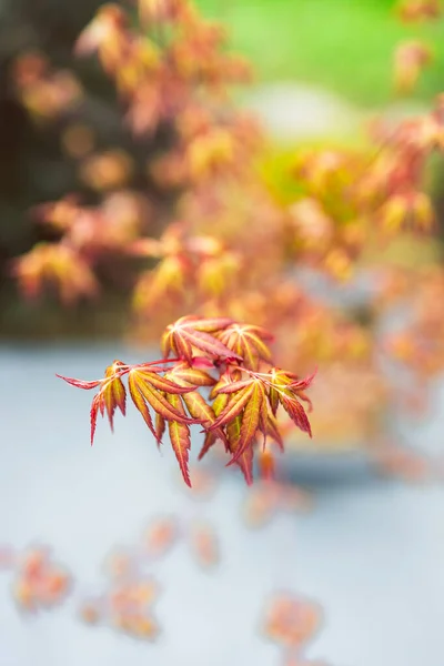 Japanese red maple plant outdoor in sunny backyard, close-up shot at shallow depth of field