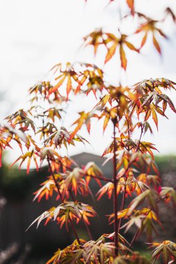 Japon kırmızı akçaağaç bitkisi güneşli arka bahçede, sığ alan derinliğine yakın çekim
