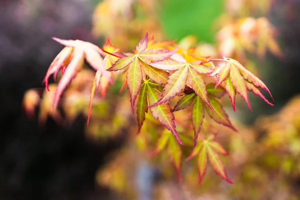 Japanese maple with red and golden leaves outdoor in sunny backyard, close-up shot at shallow depth of field